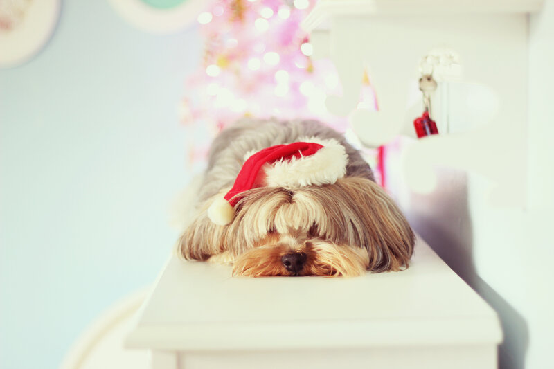 Dog Wearing Santa Hat — White, Festive