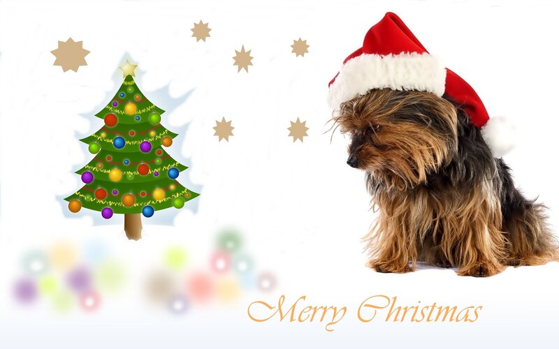 Dog Wearing Santa Hat — White, Festive, Winter