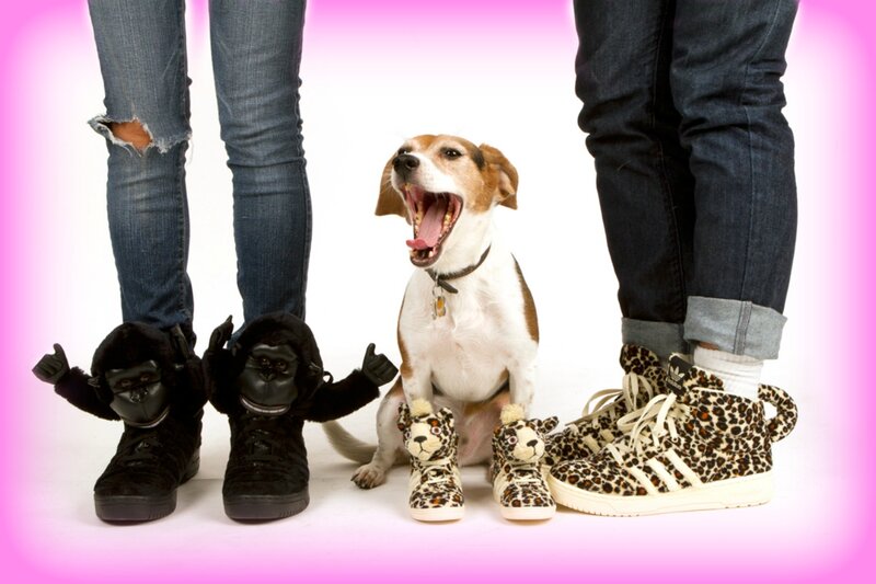 Dog Wearing Shoes