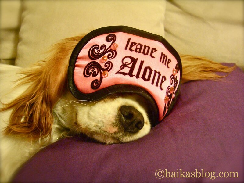Dog Wearing Sleep Mask