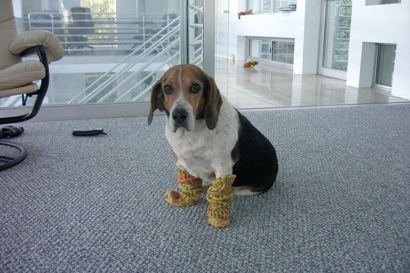 dog wearing socks indoors
