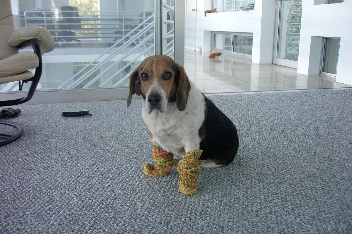 dog wearing socks indoors