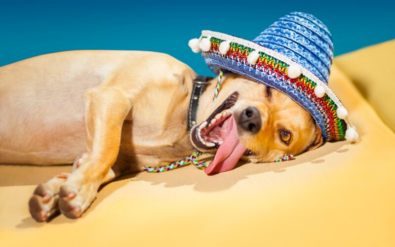 Dog Wearing Sombrero