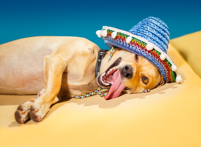 Dog Wearing Sombrero — Yellow