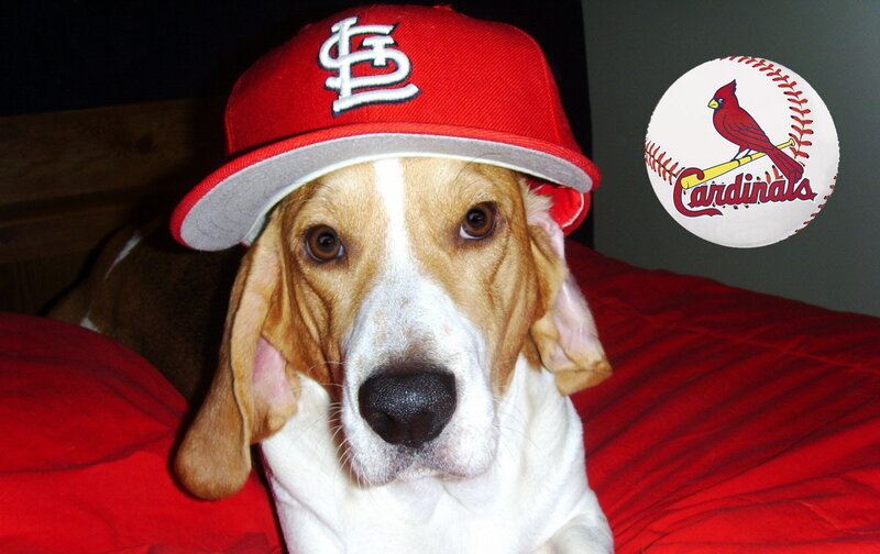 dog wearing stl cardinals hat