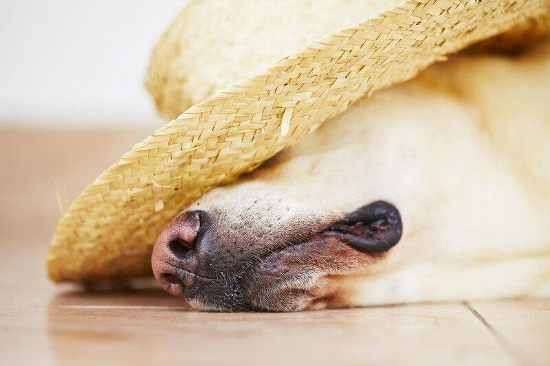 Dog Wearing Straw Hat