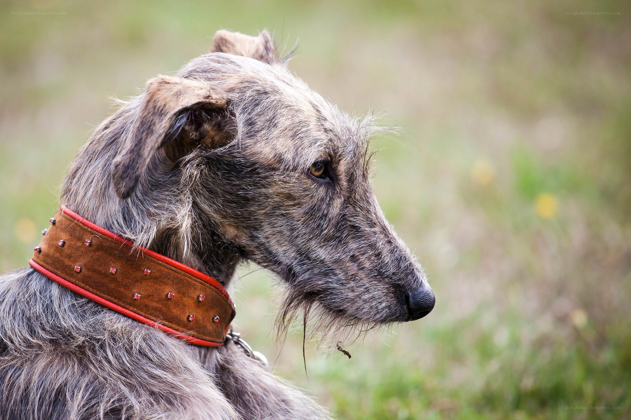 dog wearing studded collar
