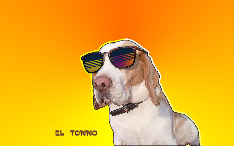 dog wearing sunglasses