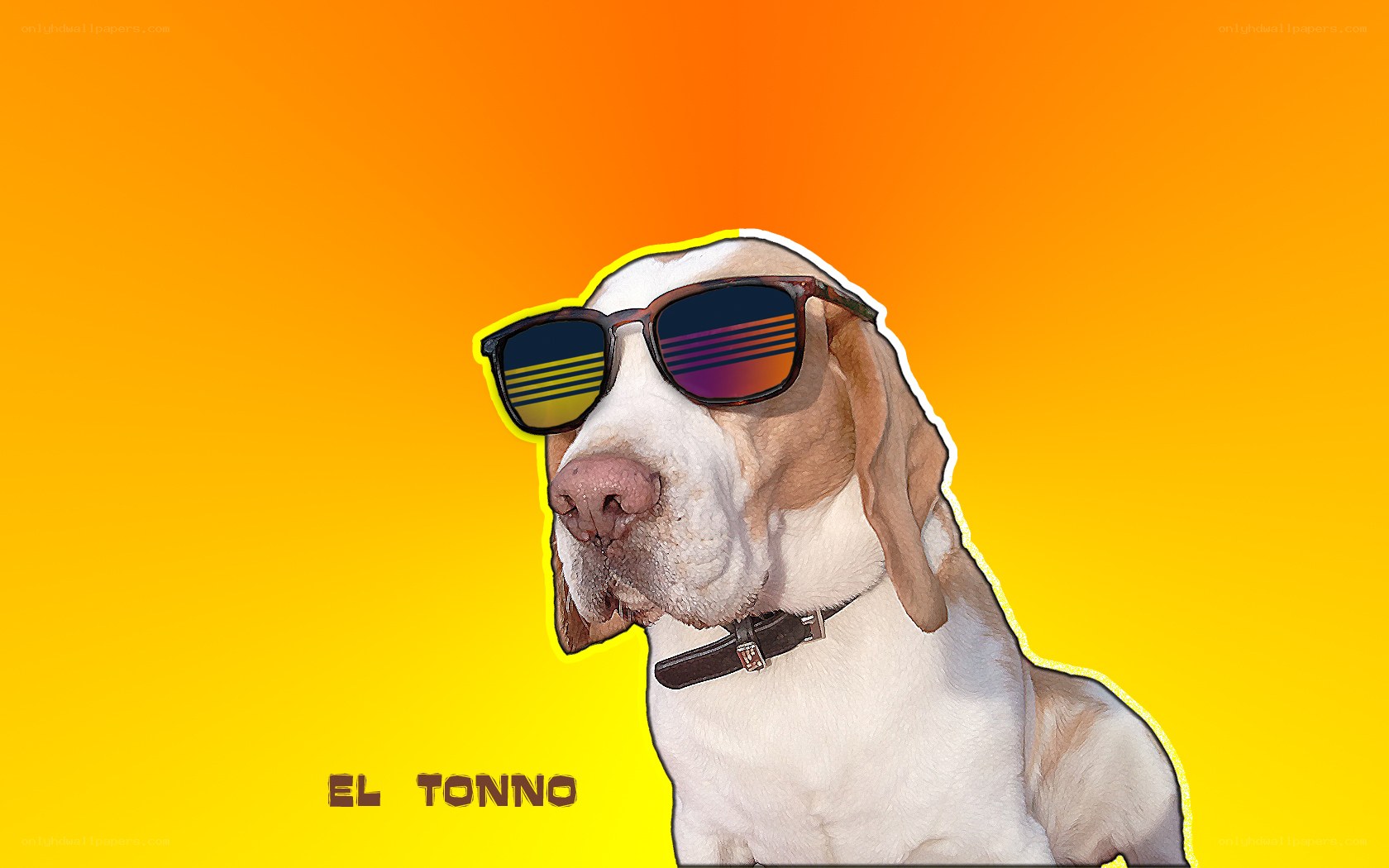 dog wearing sunglasses