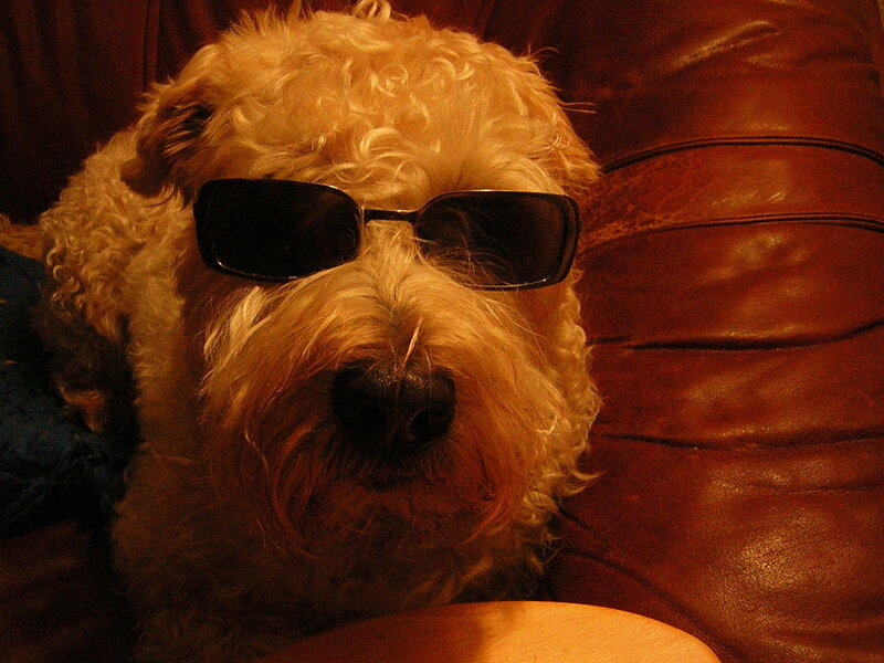 dog wearing sunglasses