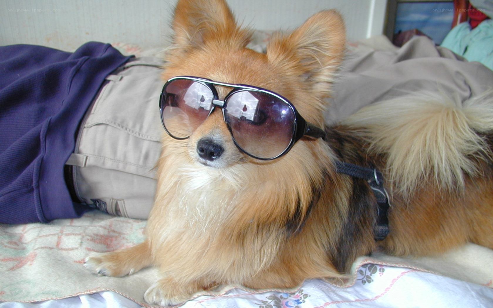 dog wearing sunglasses
