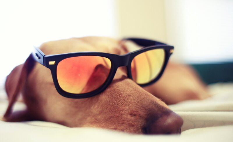 dog wearing sunglasses