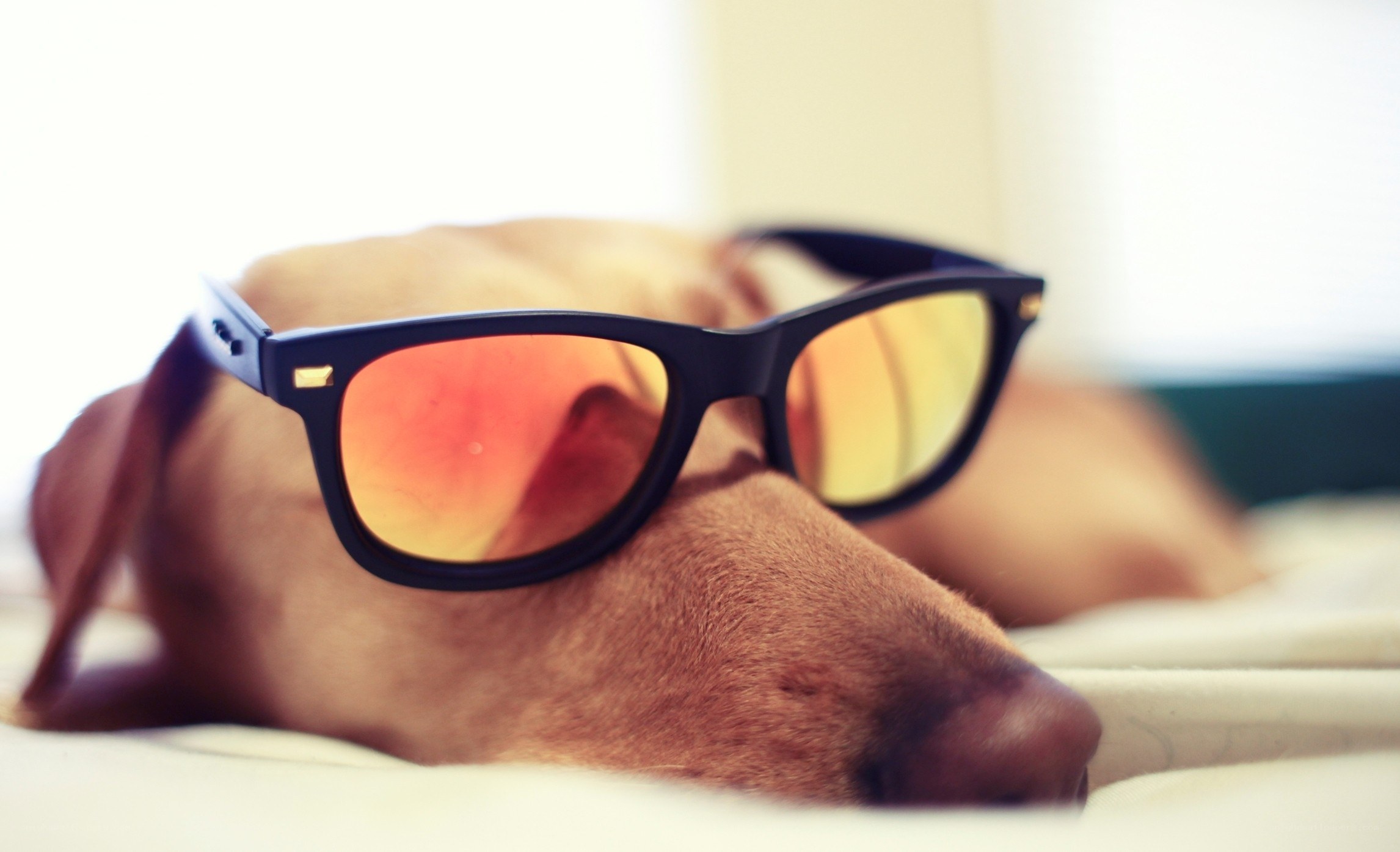 dog wearing sunglasses