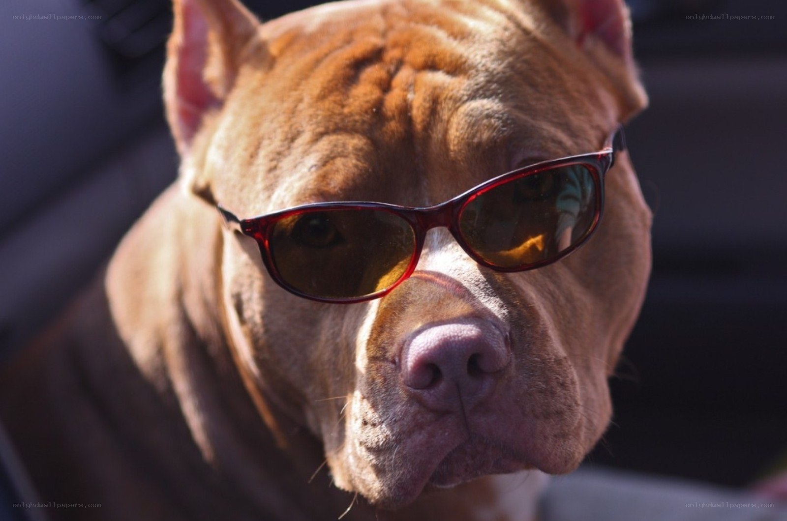dog wearing sunglasses