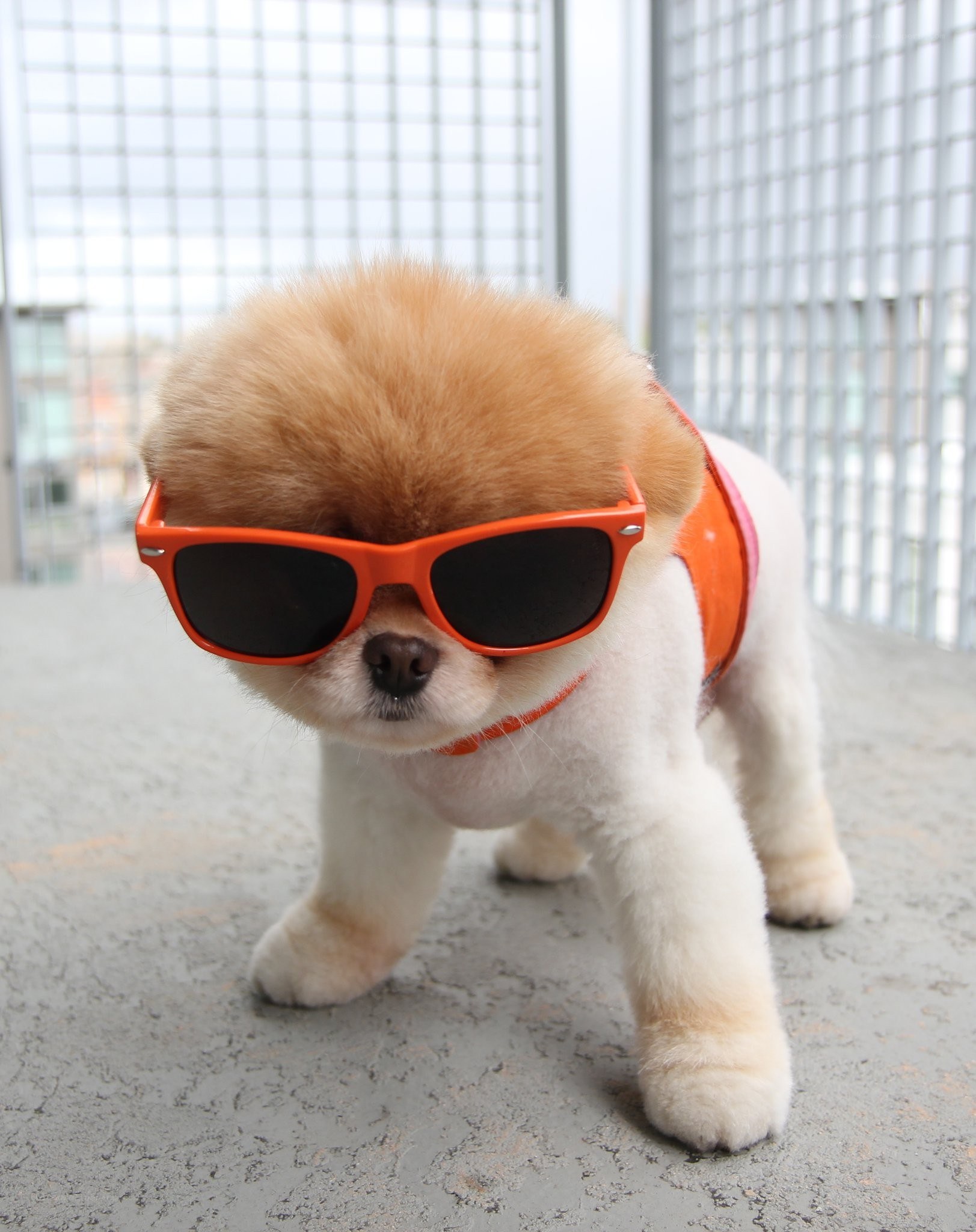 dog wearing sunglasses