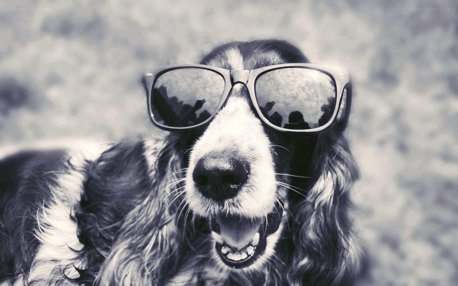 dog wearing sunglasses