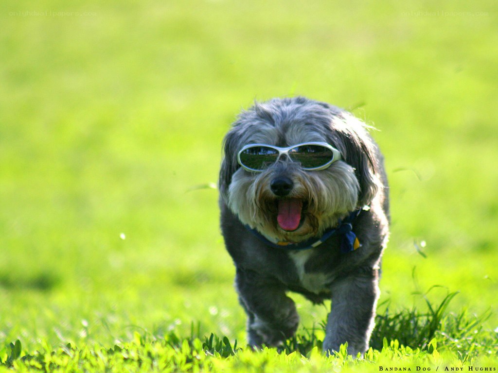 dog wearing sunglasses