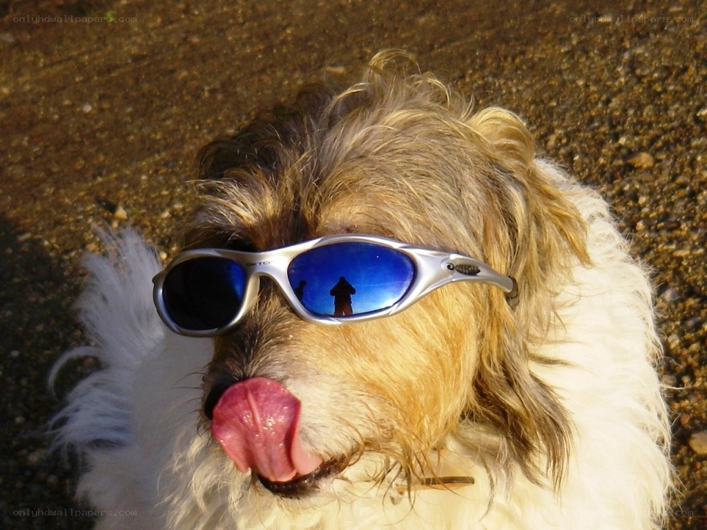 dog wearing sunglasses