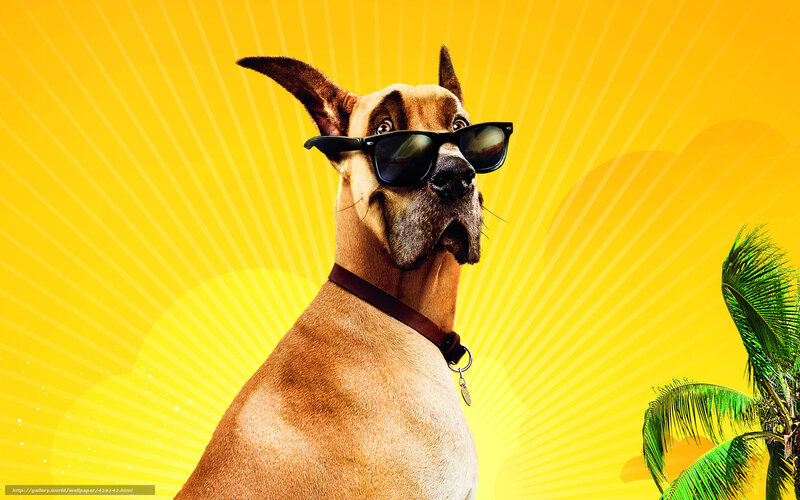 dog wearing sunglasses