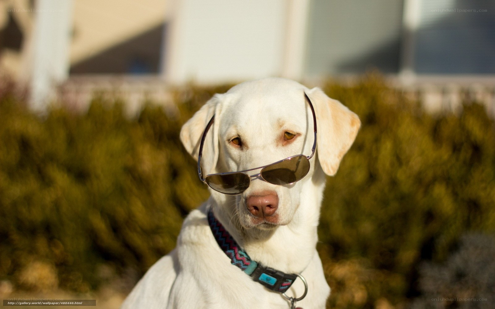dog wearing sunglasses