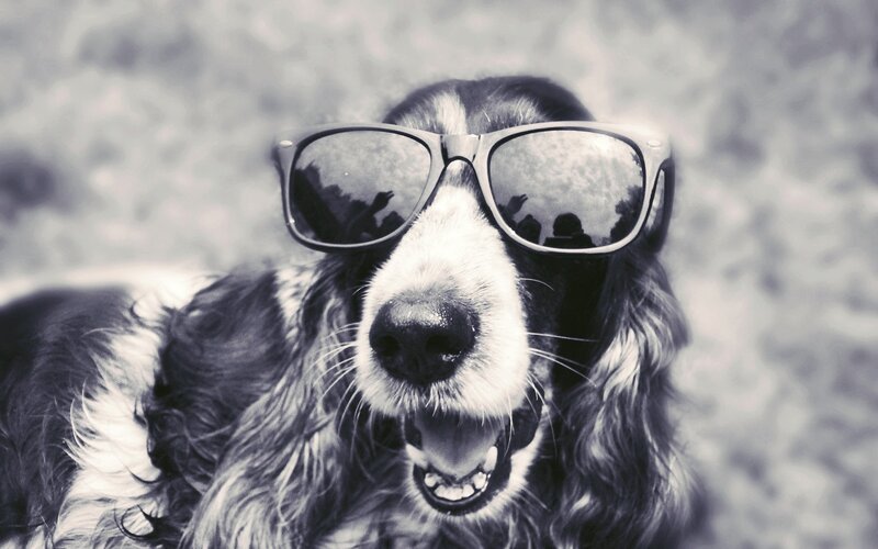 Dog Wearing Sunglasses — Black, Playful