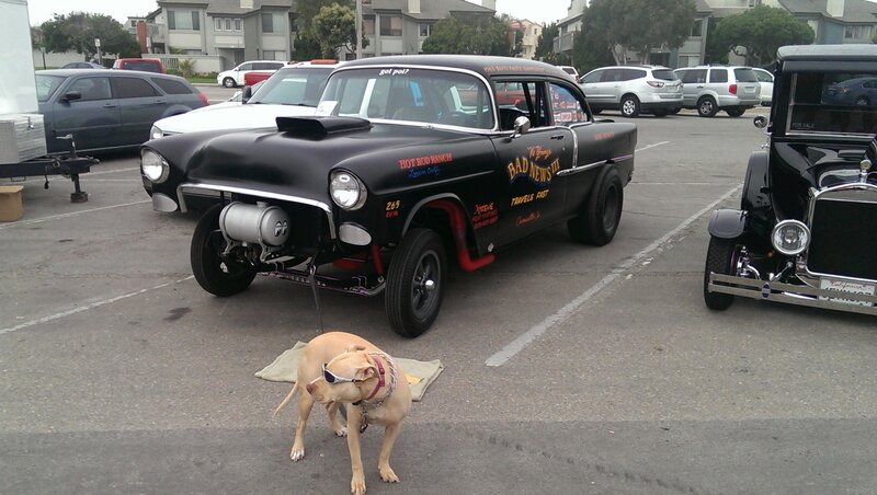 Dog Wearing Sunglasses — Black