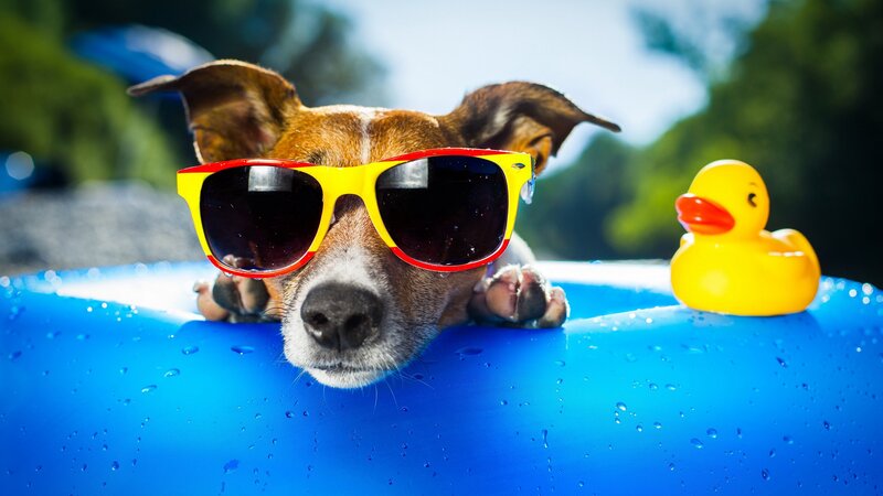Dog Wearing Sunglasses — Blue