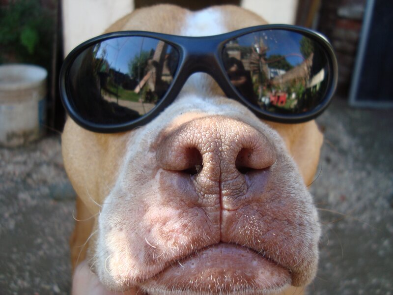 Dog Wearing Sunglasses — Brown, Playful, Afternoon