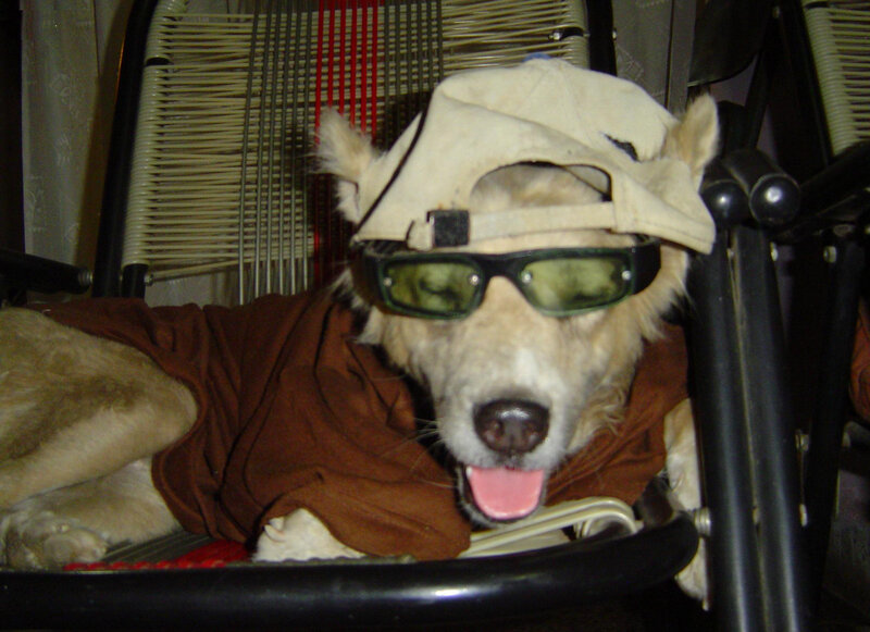 Dog Wearing Sunglasses — Brown, Playful