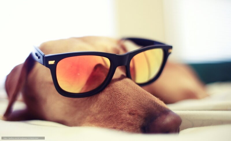 Dog Wearing Sunglasses — Brown, Relaxed, Afternoon