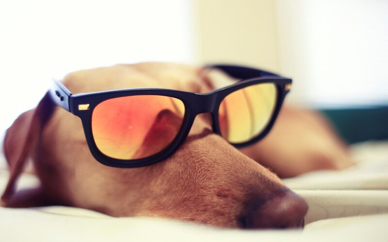 Dog Wearing Sunglasses — Brown, Relaxed
