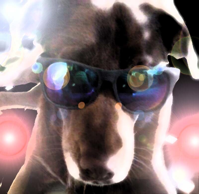 Dog Wearing Sunglasses — Brown