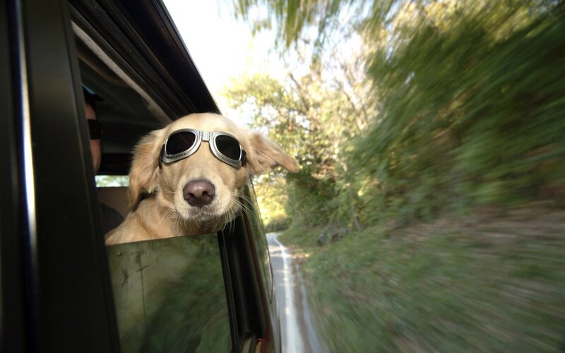 dog wearing sunglasses in car