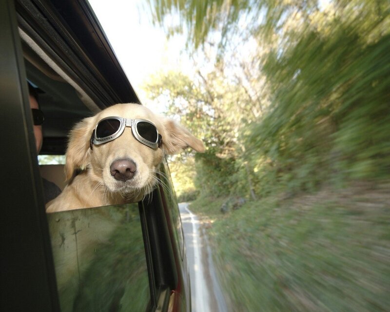 dog wearing sunglasses in car