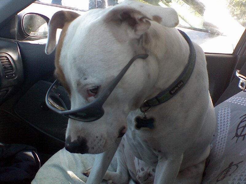 dog wearing sunglasses in car