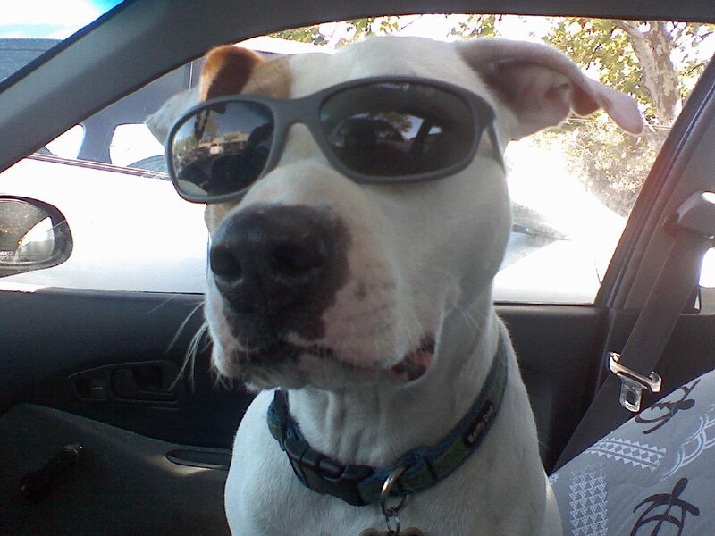 dog wearing sunglasses in car