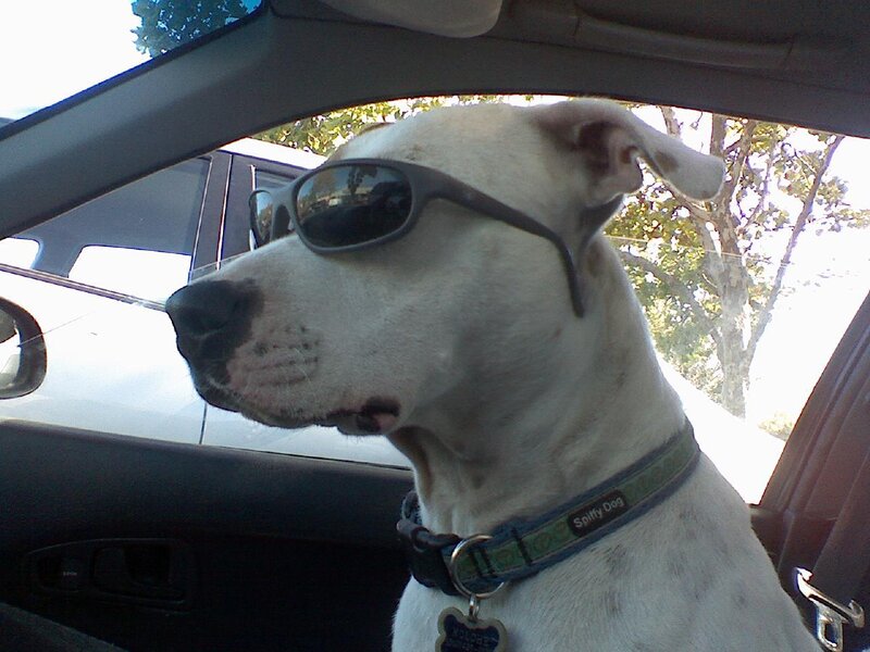dog wearing sunglasses in car