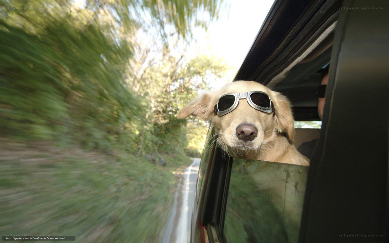 dog wearing sunglasses in car