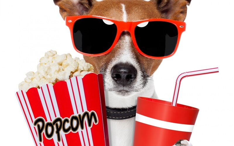 Dog Wearing Sunglasses — Red