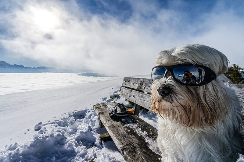 Dog Wearing Sunglasses — White, Dramatic