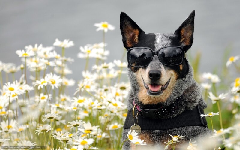 Dog Wearing Sunglasses — White, Playful, Spring