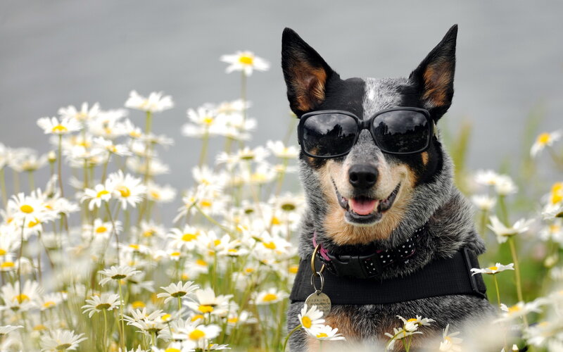 Dog Wearing Sunglasses — White, Playful