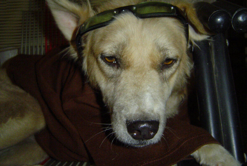 Dog Wearing Sunglasses — White