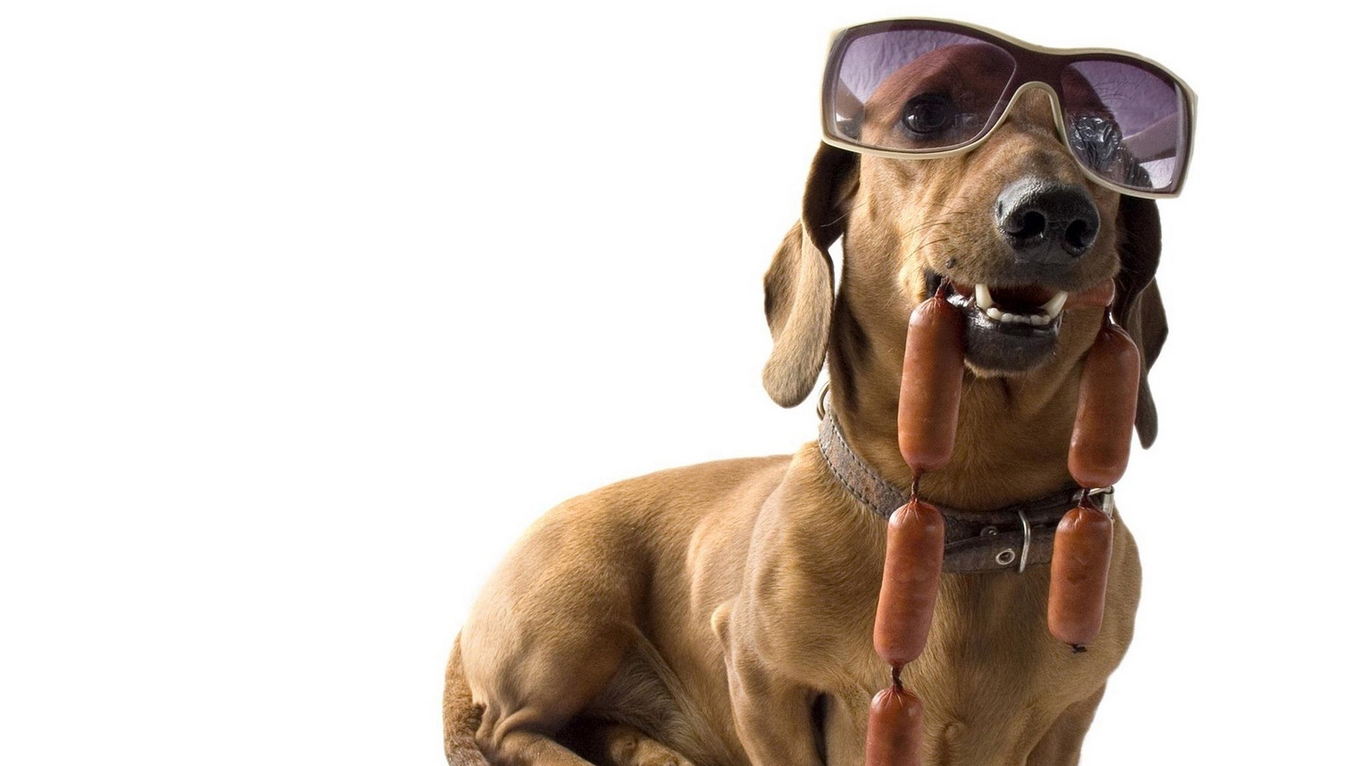 dog wearing sunglasses with sausages