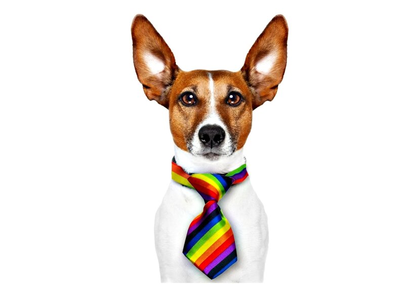 Dog Wearing Tie
