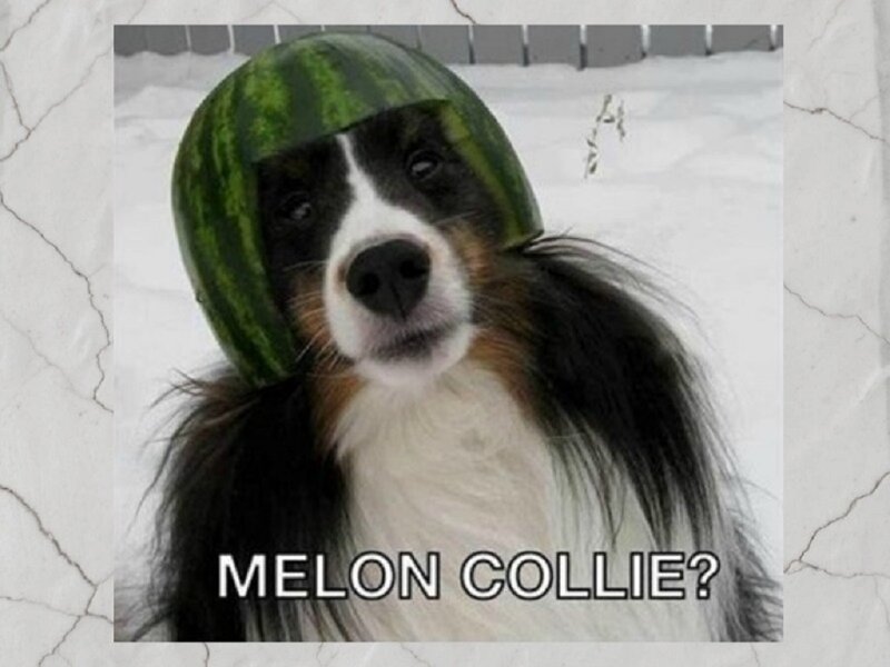 Dog Wearing Watermelon