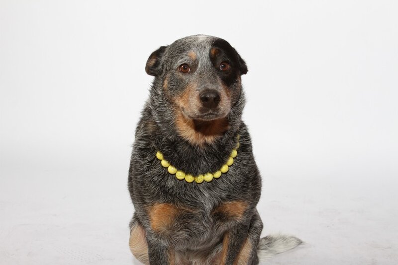 dog wearing yellow beads