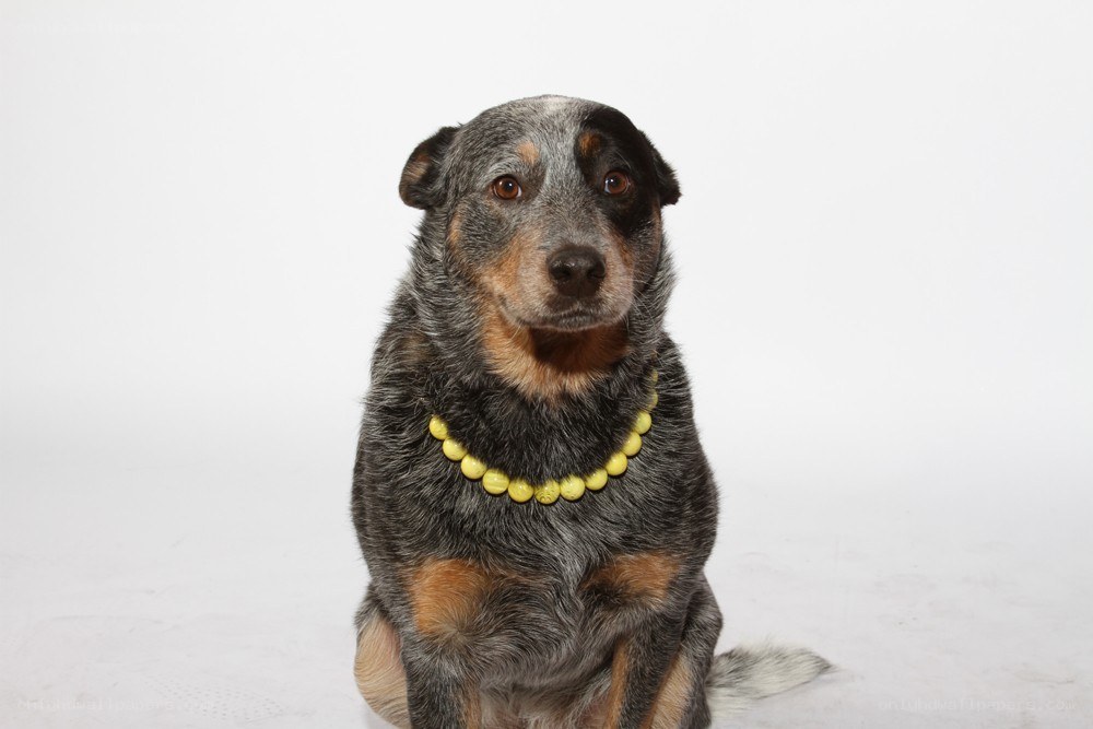 dog wearing yellow beads