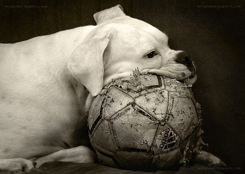 dog with a soccer ball