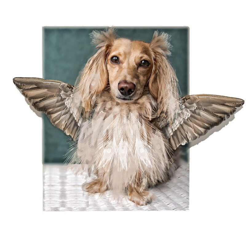 dog with angel wings